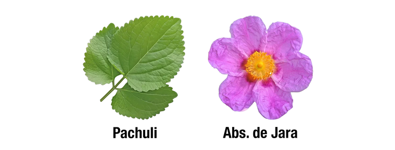 ACQUA DI GIO PROFONDO PARFUM - BASE