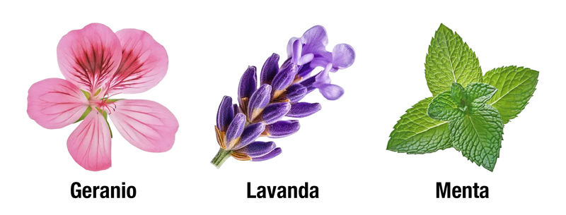 AL NASHAMA CAPRICE - CORAZÓN