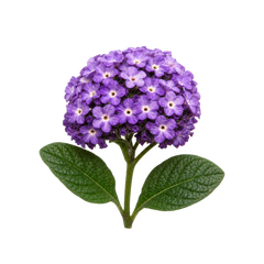Heliotropo