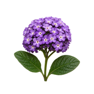 Heliotropo