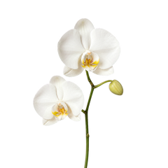 Orquídea