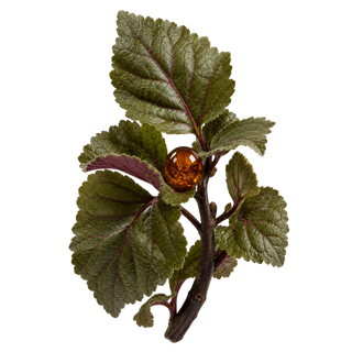 Pachuli de Indonesia